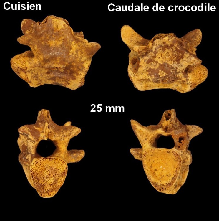 pl_vertebre_reptile_cuisien.jpg