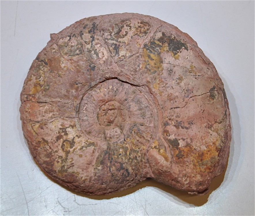 Ammonite 1 Toarcien Belmont.JPG
