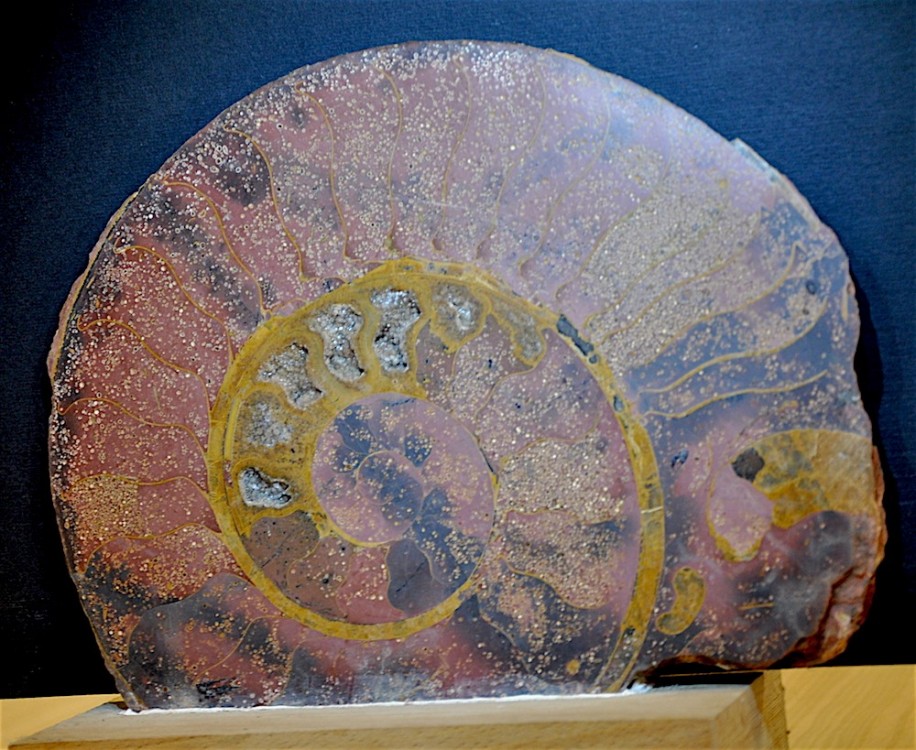  Coupe Ammonite de Belmont Rhône.JPG