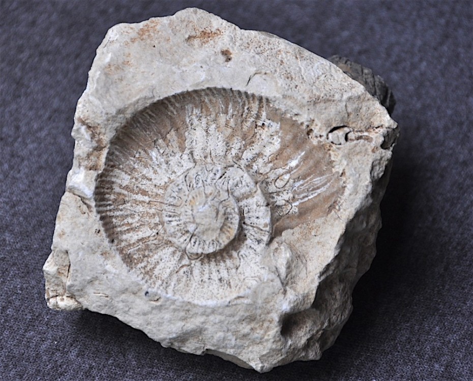 Ammonite empreinte Niort.JPG