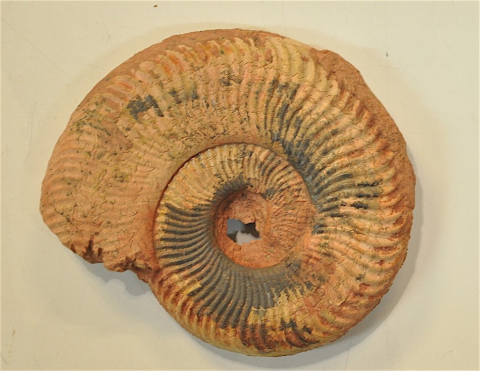 Ammonite 3 Toarcien Belmont.JPG