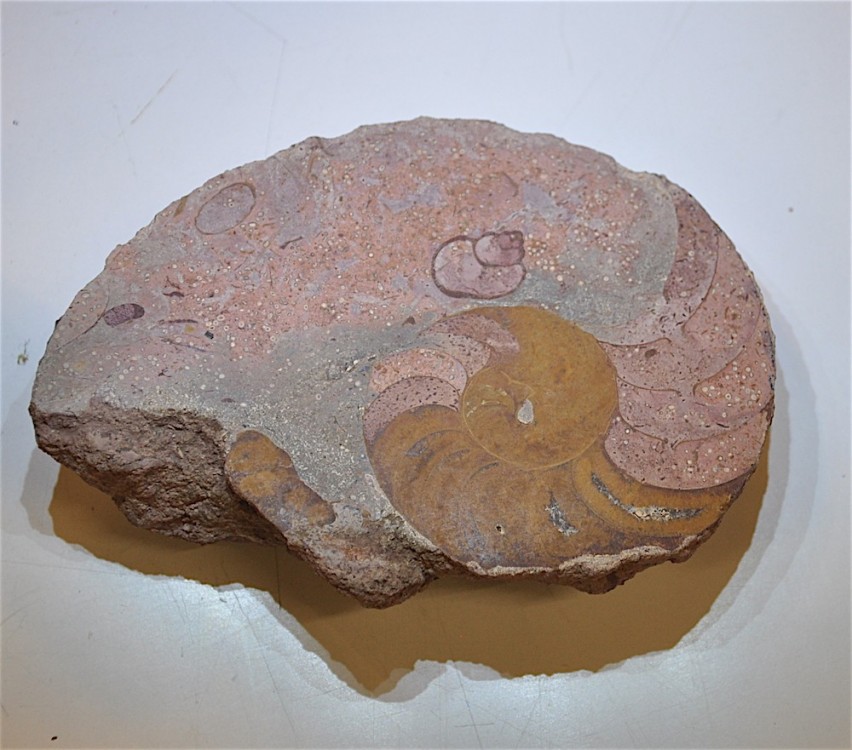 Ammonite de Belmont coupe.JPG