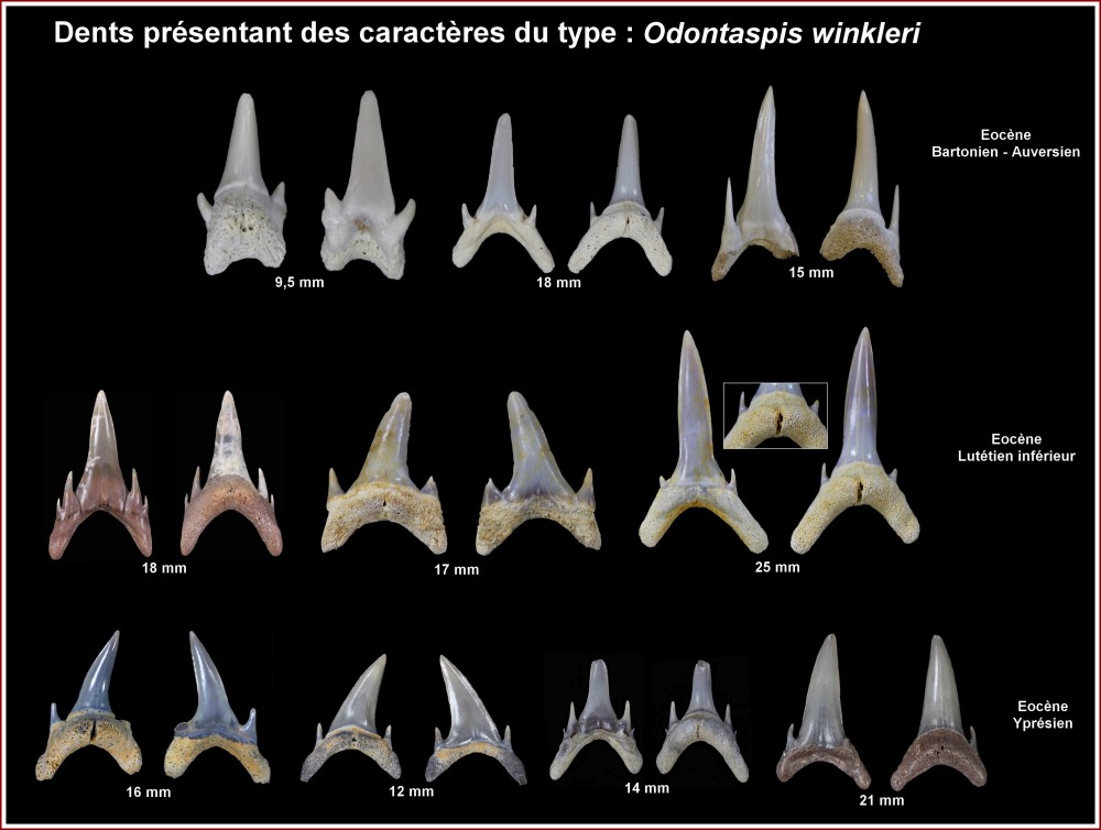 odontaspsis_winkleri.jpg