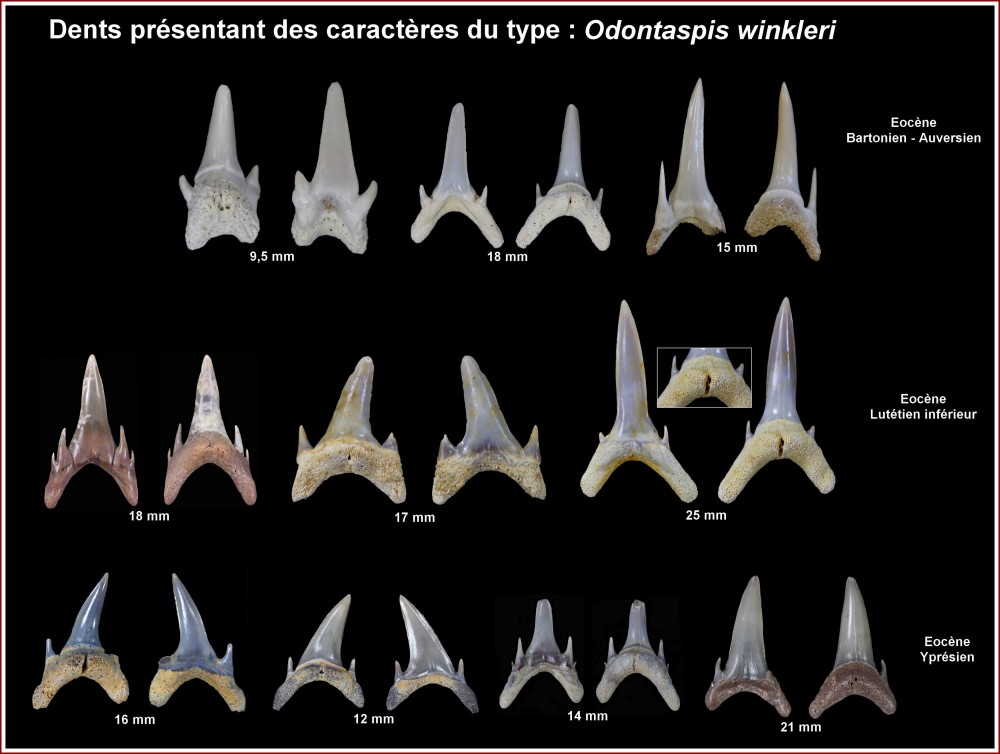 odontaspsis_winkleri.jpg