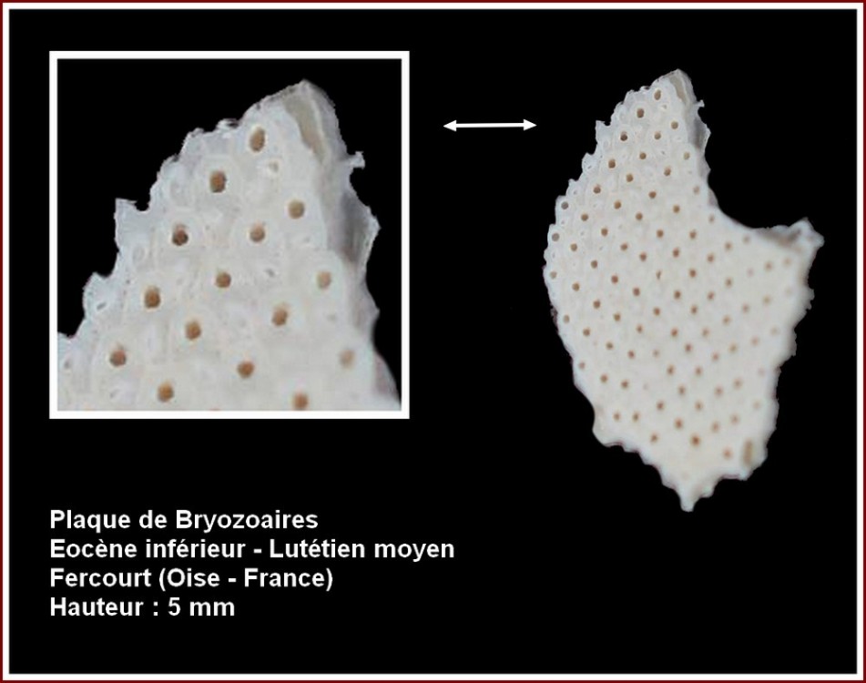 pl_bryozoaire_fercourt.jpg