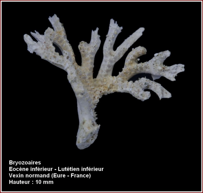 pl_bryozoaires_2.jpg