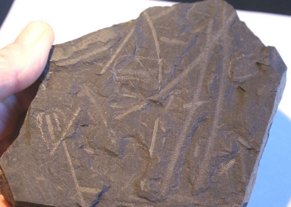 1467893584_LlandoveryAronienNormalograptusNeodiplograptusDemirastritestriangulatusChalonnes395g.thumb.JPG.8617f372a4c1138018713fb98bce74a5.JPG