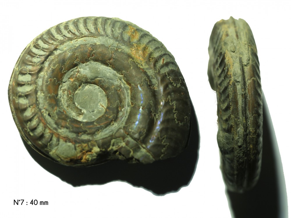 Hildoceras bifrons .jpg