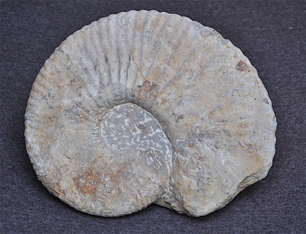 Ammonite 1 Deshayesites la Clape Aude.JPG