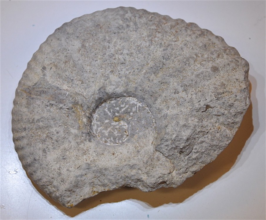 Ammonite 2 Deshayesites la Clape Aude.JPG