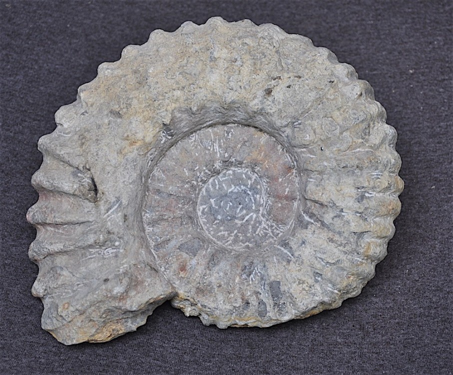 Ammonite Cheloniceras de la Clape Aude.JPG