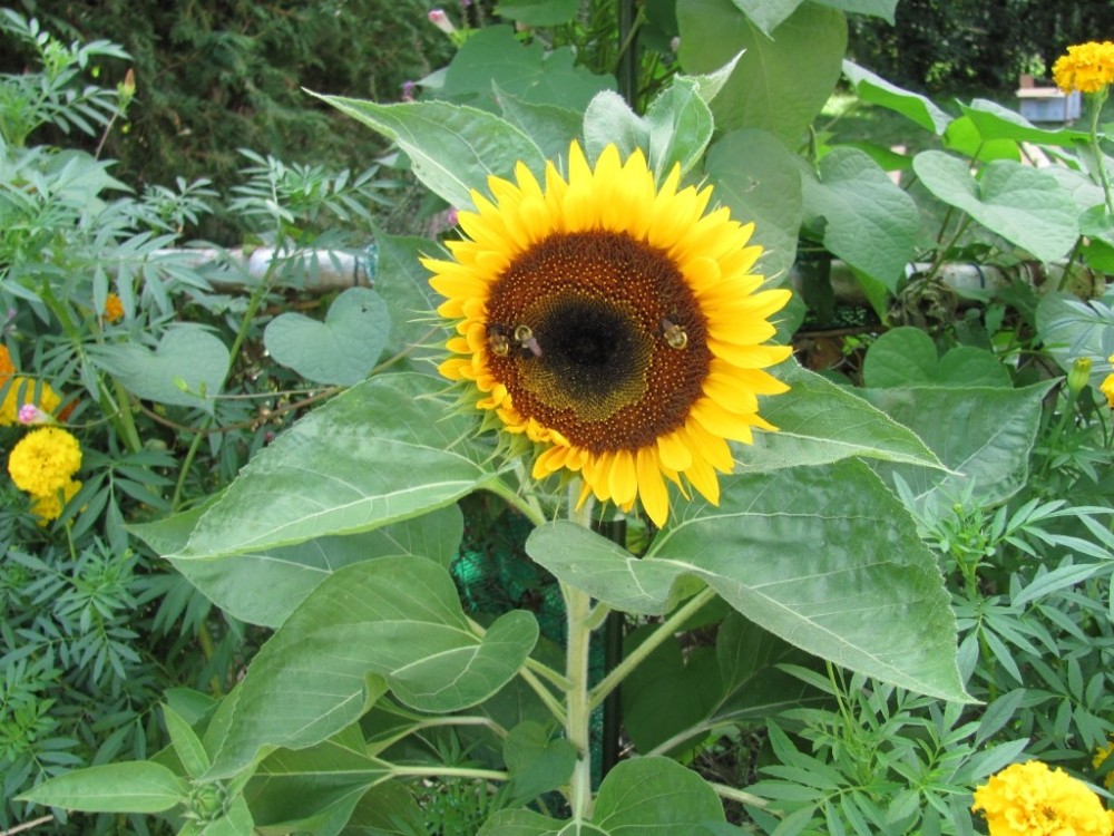 Tournesol.thumb.jpg.2e748cb53108fc4d57d463f1004b1d7b.jpg