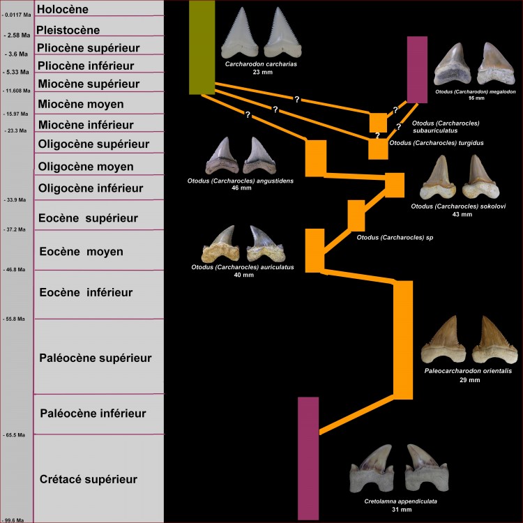 pl_lignee_otodontidae.jpg