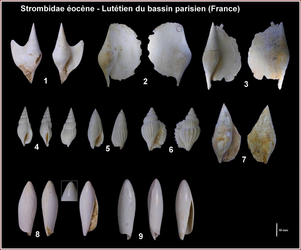 pl_strombidae_eocene_bp.jpg