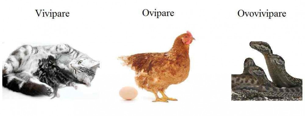 vivipare_ovipare_ovovivipare_difference.jpg