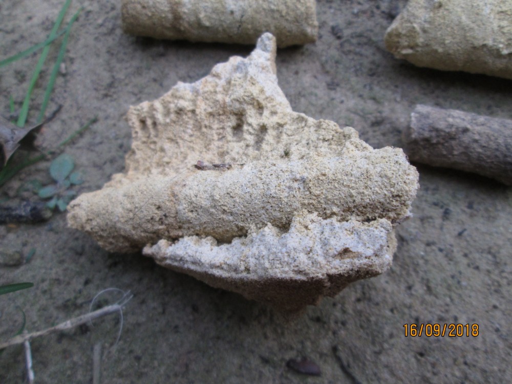 vers tubicoles fossilisés (6).JPG