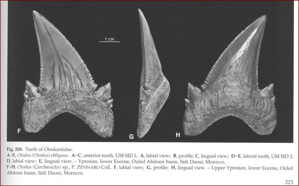 otodus_sp_maroc.jpg