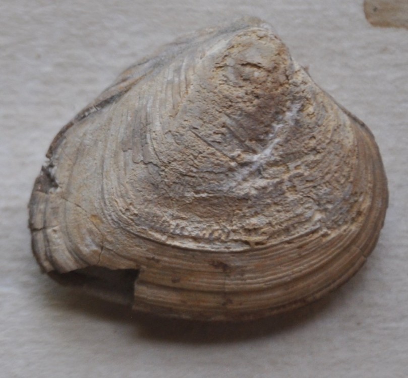 Bivalves Santonien Sougraigne  - copie.JPG