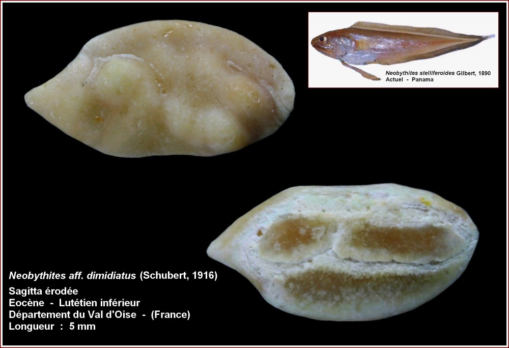 pl_neohibithes_aff_dimidiatus_champ1.jpg