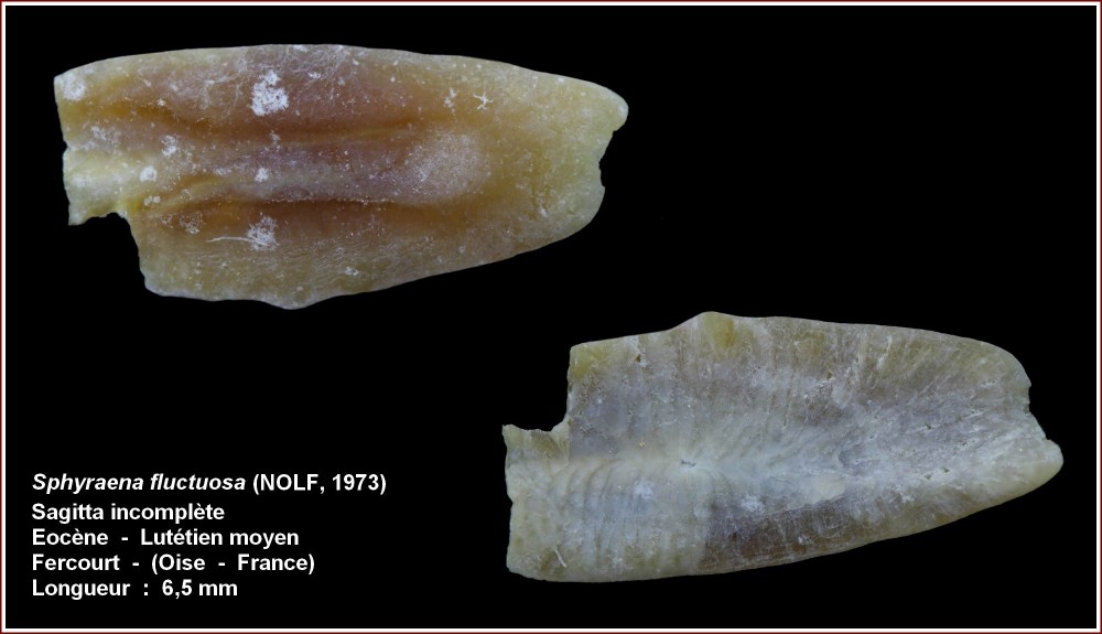 pl_sphyraena_fluctuosa_fercourt.jpg