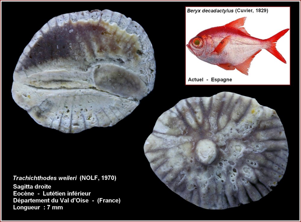 pl_trachichthodes_weileri_champ1.jpg