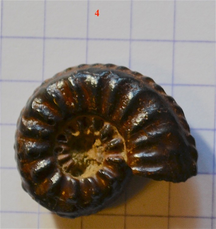 Amaltheus subnodosus 4a.jpg