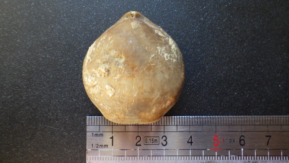 740979569_specimen1(2).thumb.JPG.031c8b85e397e77ac60cfef1f188e165.JPG