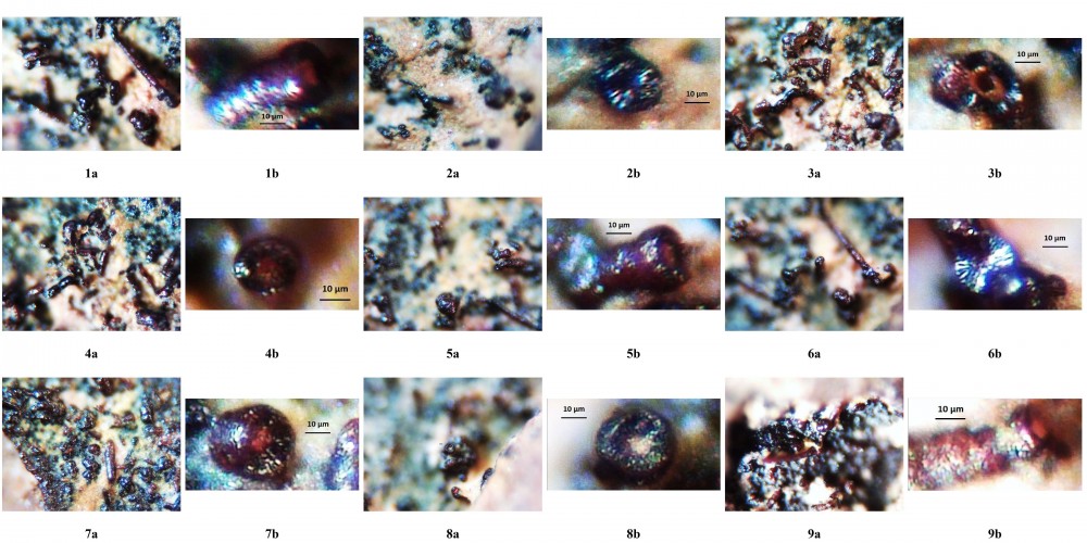 microfossils_Franceville_Basin_Gabon.thumb.jpg.cf9302a035474c5e7b5f666f5819c967.jpg