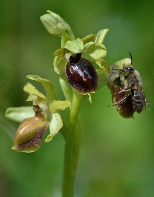 Ophrys marzuela 4.JPG