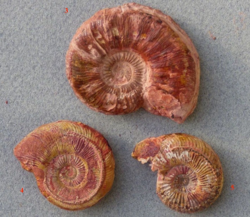 Pseudogrammoceras fallaciosum 3:4:5.JPG