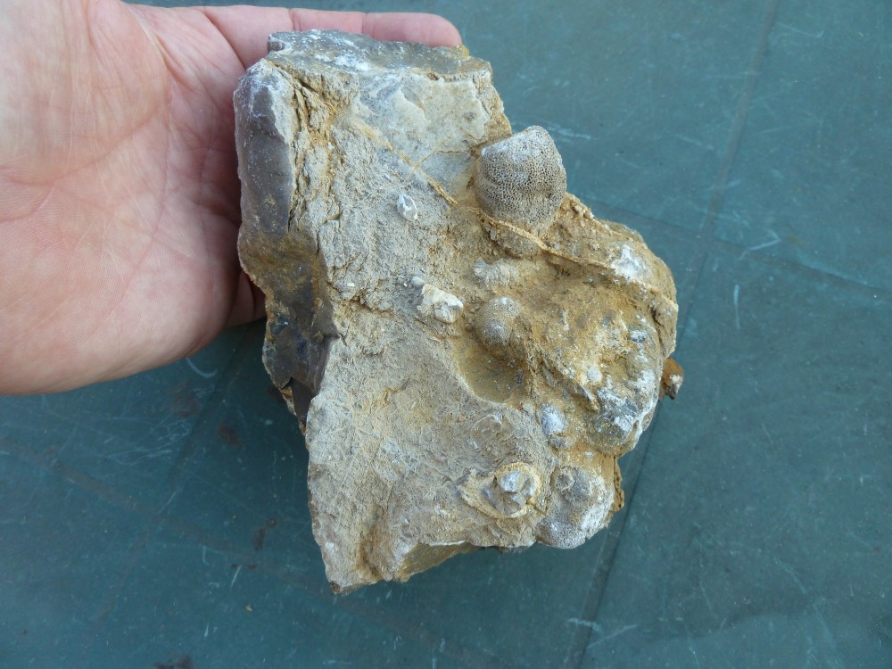 Fossiles 17-07-2016  (2).JPG