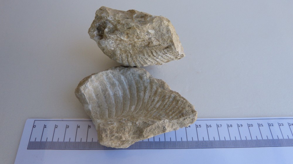 Fossile (2).JPG