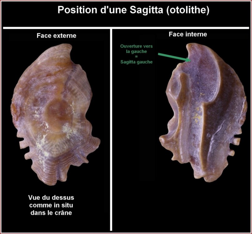 position_sagitta.jpg