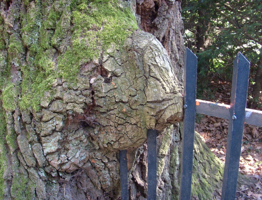 arbre mangeur de cloture 1.JPG