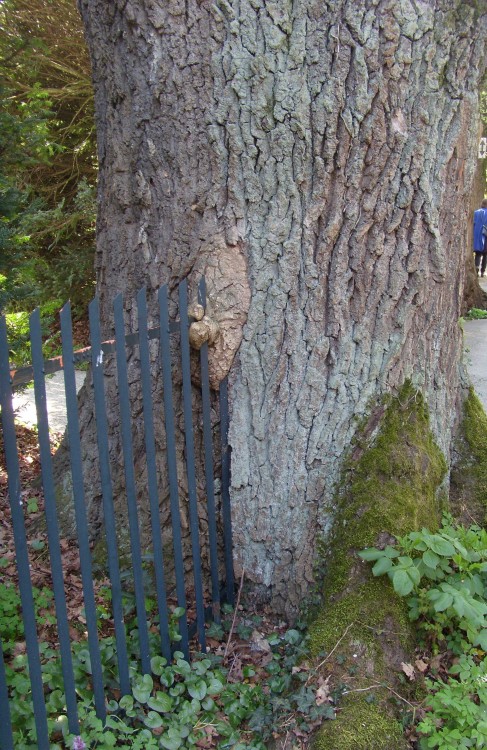 arbre mangeur de cloture 4.JPG