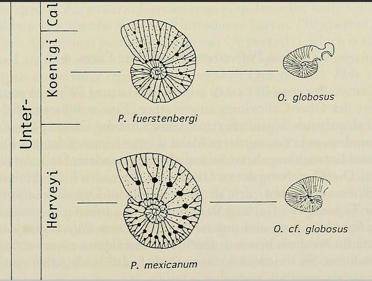 1599106703_PhlycticerasetOecoptychius6.jpg.9082fbe4e28ff5a51bf0f7670755a1ca.jpg