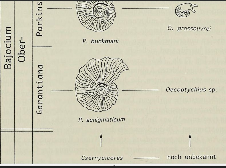 1749366485_PhlycticerasetOecoptychius3.jpg.0e86ffe74058f0f8dc1c4d220403f0e7.jpg