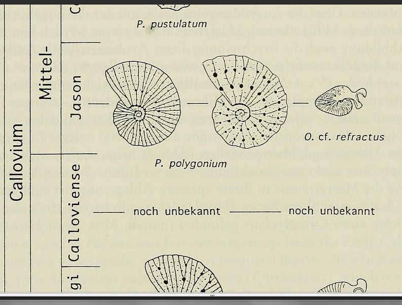 1969634221_PhlycticerasetOecoptychius5.jpg.dc7dc45c8d843d69aa4ed4ddfeccd4f1.jpg