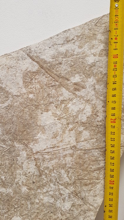 20190415_141051.jpg
