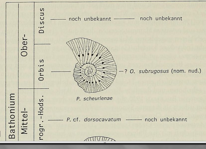 810195359_PhlycticerasetOecoptychius1.jpg.a0211d01a9802ebdf0636c38f07c80e5.jpg