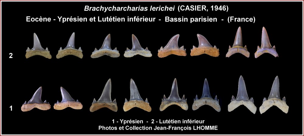 pl_brachycarcharias_lerichei_eocene_bp.jpg