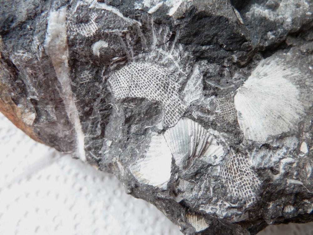 Fossiles Erbray  (27).JPG