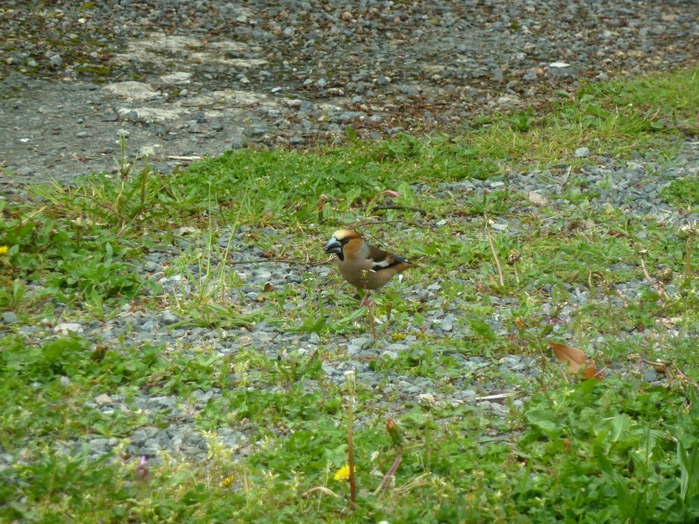 2037149926_Grosbecs2.JPG.9a8669d5e3be723fe8871daa49f9937f.JPG