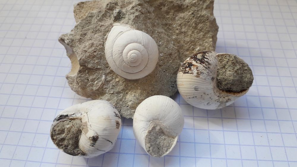 25485929_Gastropodes3.jpg.b6bafdd4629f0267e46c321093a3b588.jpg