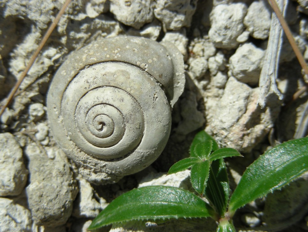 925545707_8Helix_gaspardi.thumb.jpg.e9bce962aad3481fdb77b07177fb8256.jpg