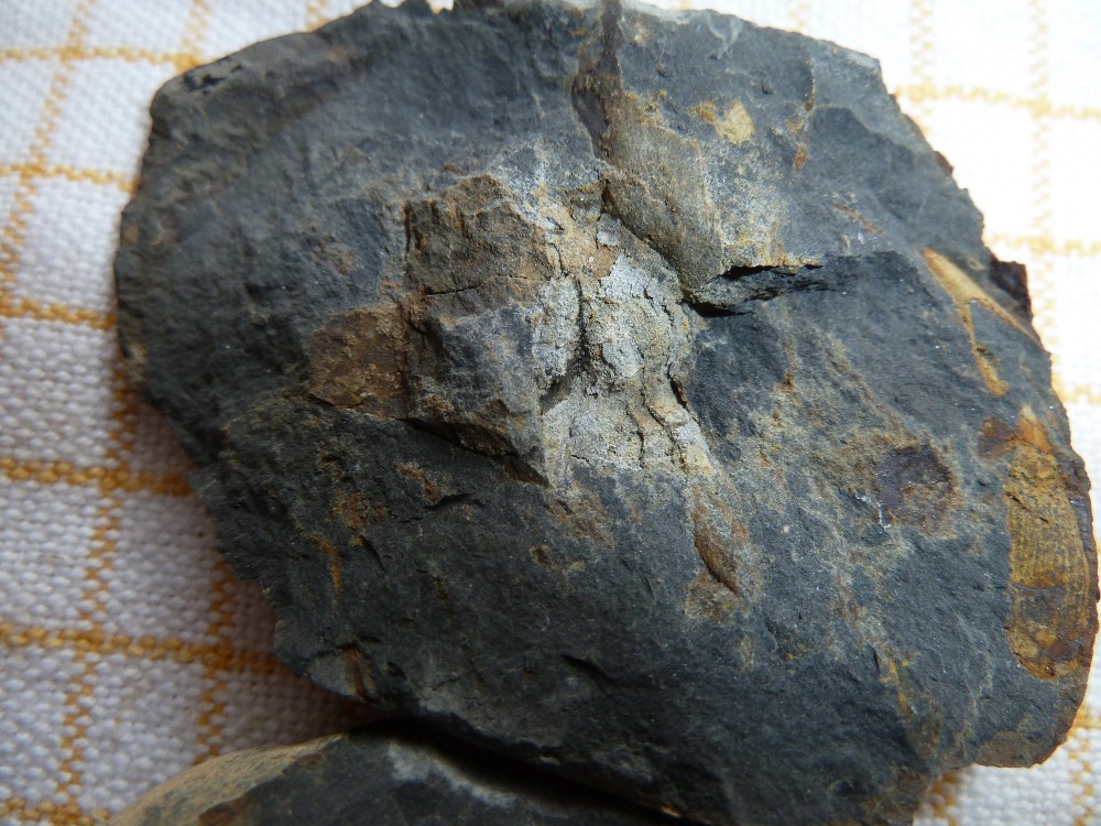 Fossile Nodule Ordovicien Angers  (2).JPG
