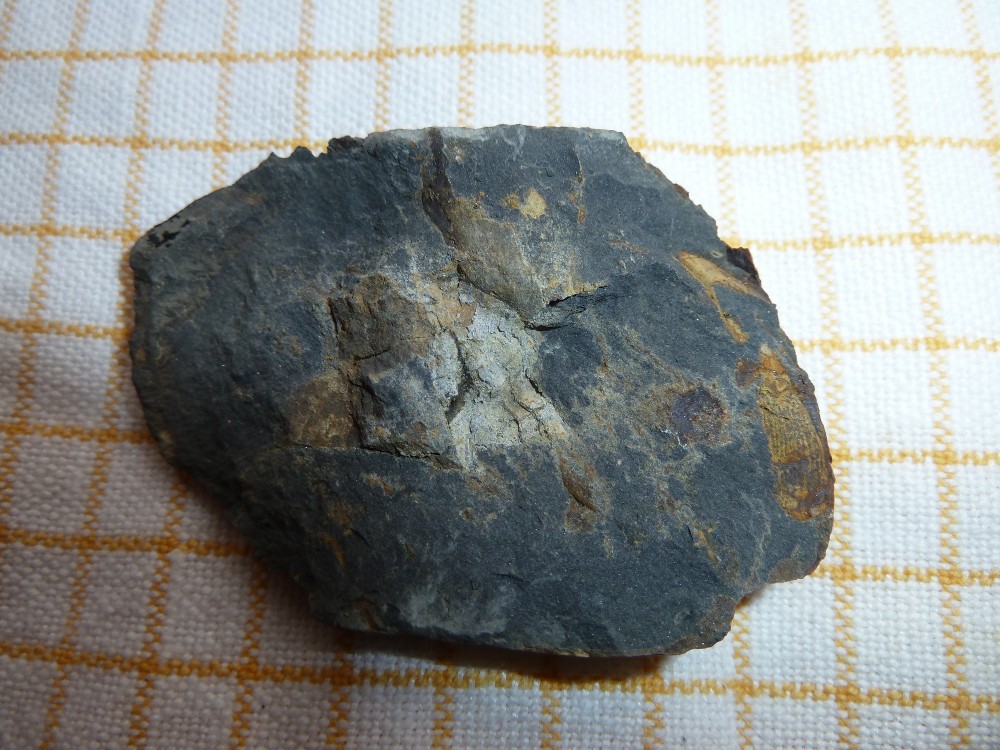 Fossile Nodule Ordovicien Angers  (6).JPG