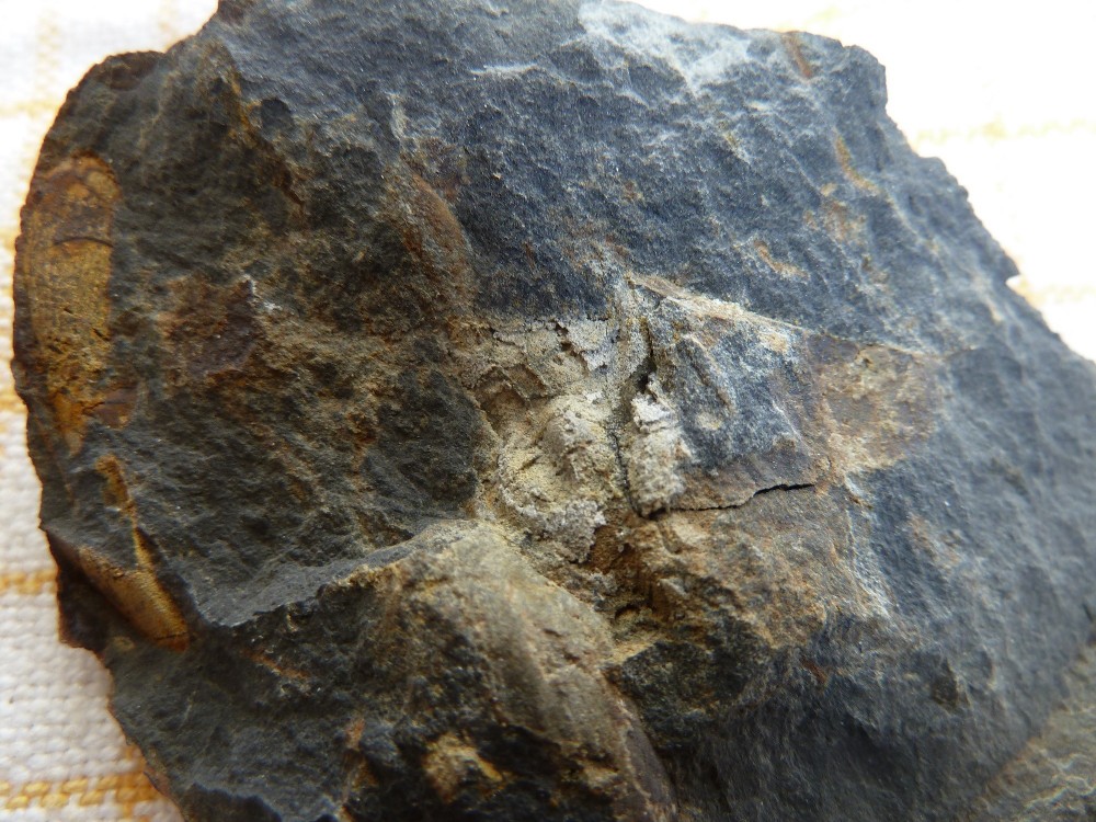 Fossile Nodule Ordovicien Angers  (9).JPG