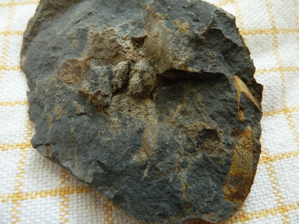 Fossile Nodule Ordovicien Angers  (7).JPG