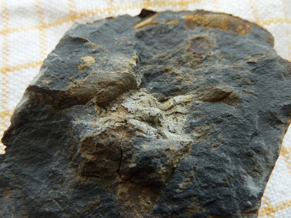 Fossile Nodule Ordovicien Angers  (8).JPG